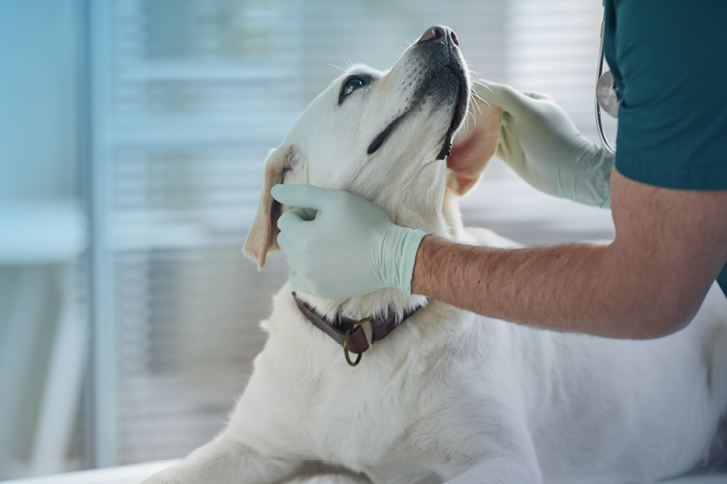Dog engaging with a veterinary nurse